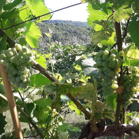 Gold Istra Gasthof